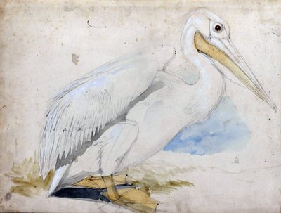 Pelican by Edward Lear